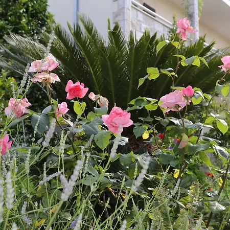 By The Sea Viganj, Peljesac - 10116